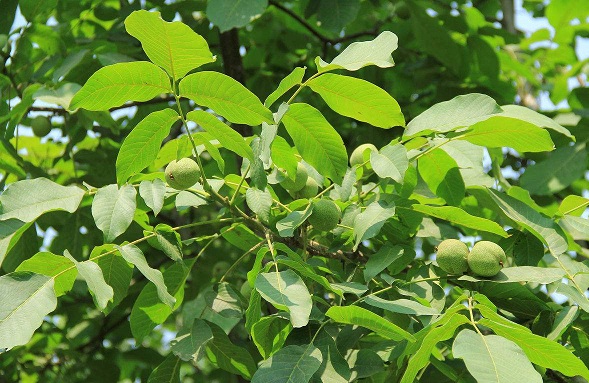 土壤墑情速測(cè)儀